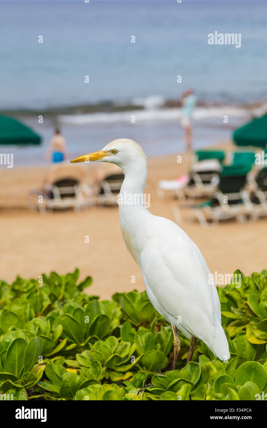 Airone guardabuoi at Wailea Beach a Maui Foto Stock