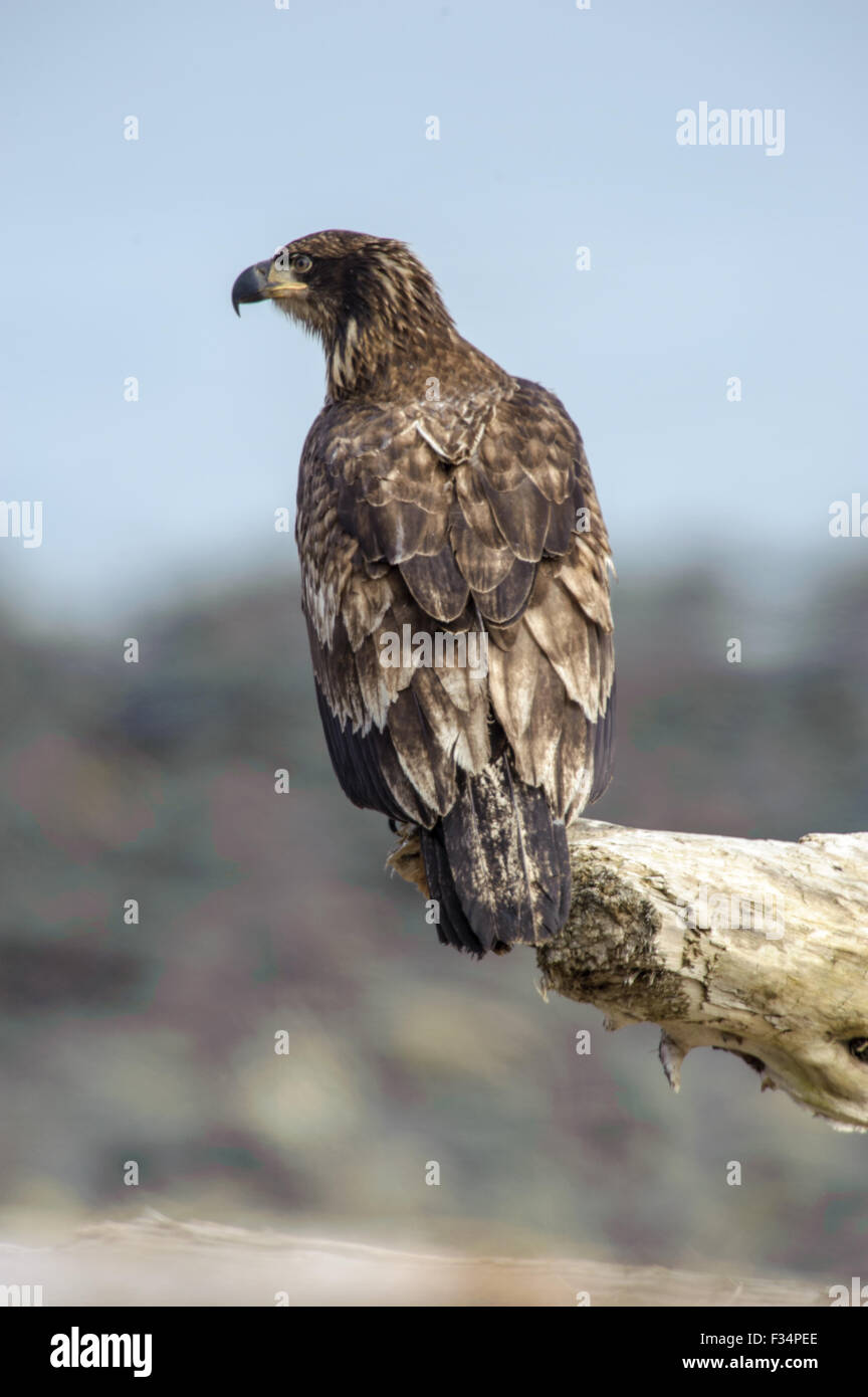 I capretti aquila calva (Haliaeetus leucocephalus) appollaiato su un registro, Qualicum Beach , British Columbia, Canada Foto Stock