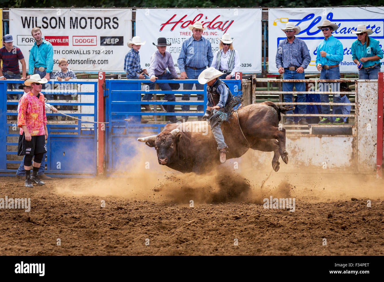 Bull concorso di equitazione, Philomath Frolic & Rodeo, Oregon, Stati Uniti d'America Foto Stock