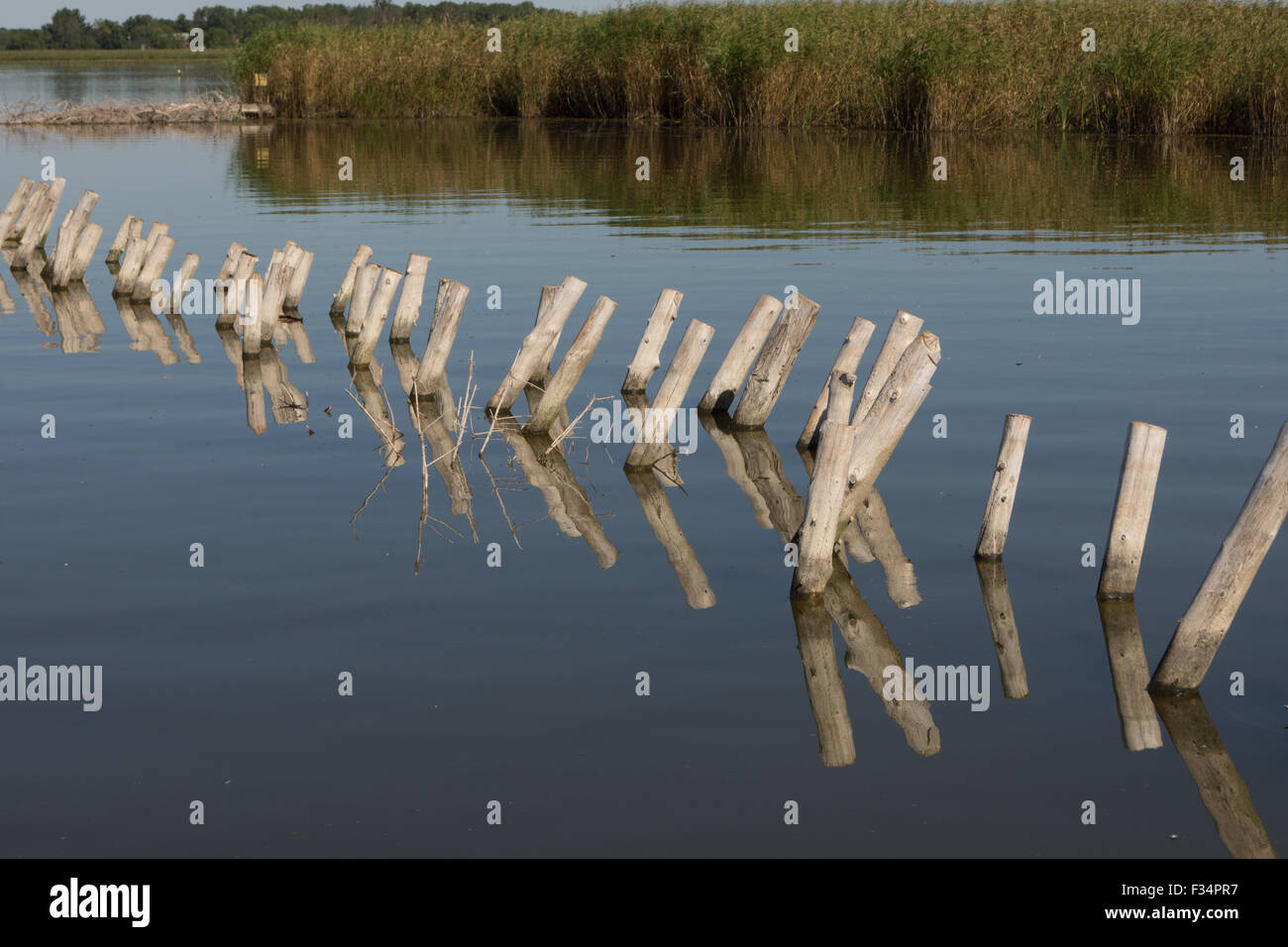 Righe di post in legno sporgono dall'acqua vicino la zona umida a riva di un lago poco profondo. Foto Stock