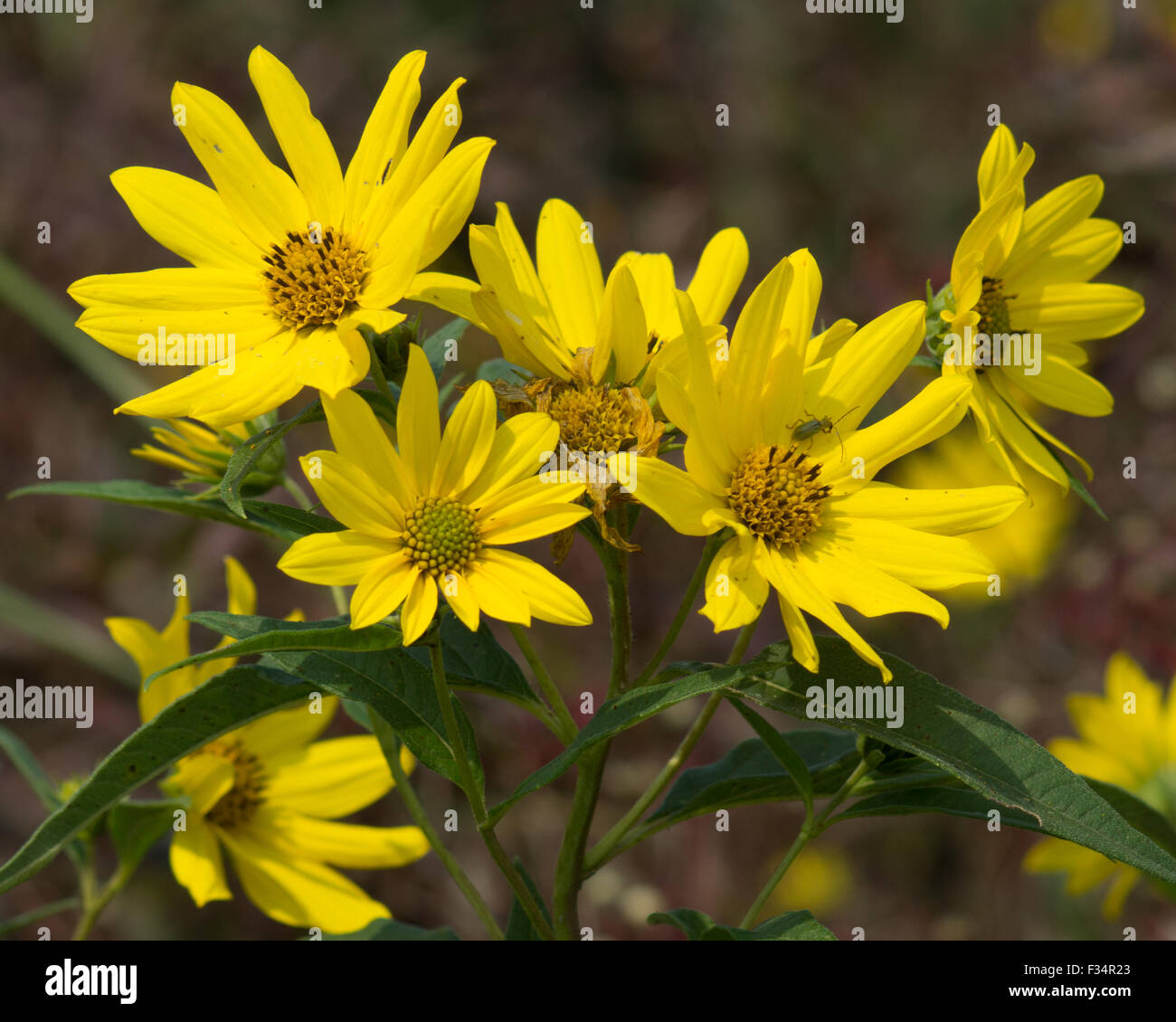 Wild fiori di girasole con petali gialli in tarda estate. Foto Stock