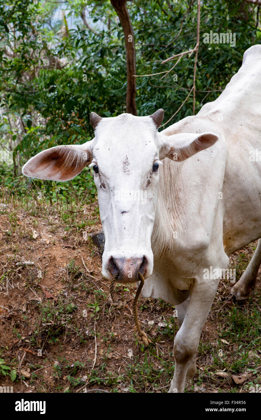 Femmina bianca carabao, Bubalus bubalis, noto anche come il cambogiano carabao. Foto Stock