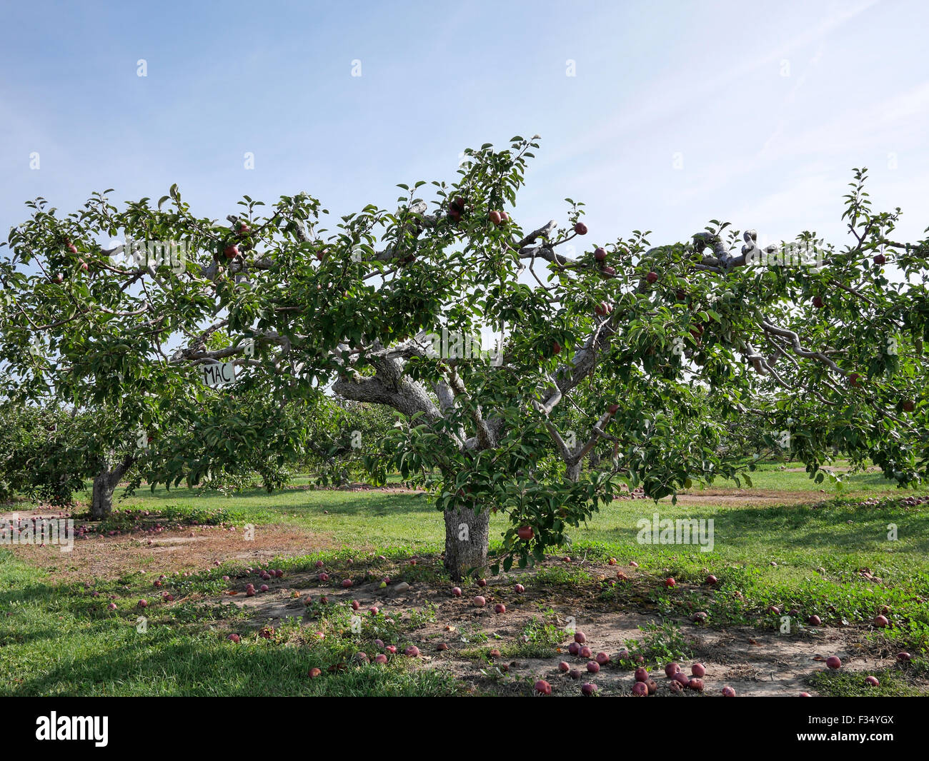 Apple Macintosh albero caduto e mele in un Apple orchard, Ontario, Canada. Foto Stock
