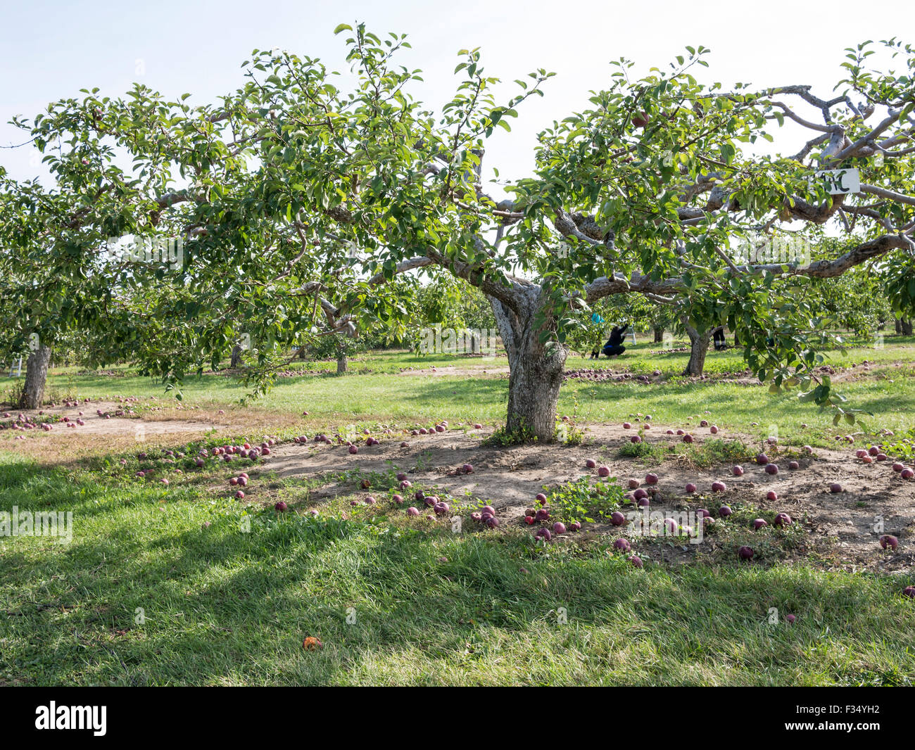 Apple Macintosh albero caduto e mele in un Apple orchard, Ontario, Canada. Foto Stock