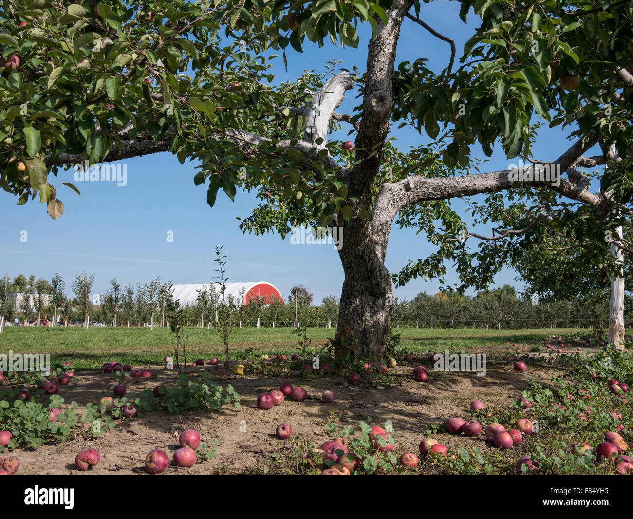 Meleto, Ontario in Canada. Apple Macintosh tree & fienile. Foto Stock