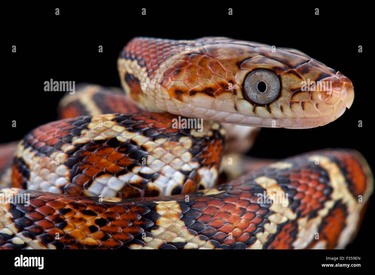 Giallo-rosso serpente di ratto (Pseudelaphe flavirufa) Foto Stock