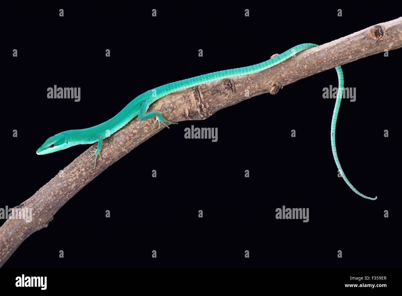 Erba Sakishima lizard (Takydromus dorsalis) Foto Stock