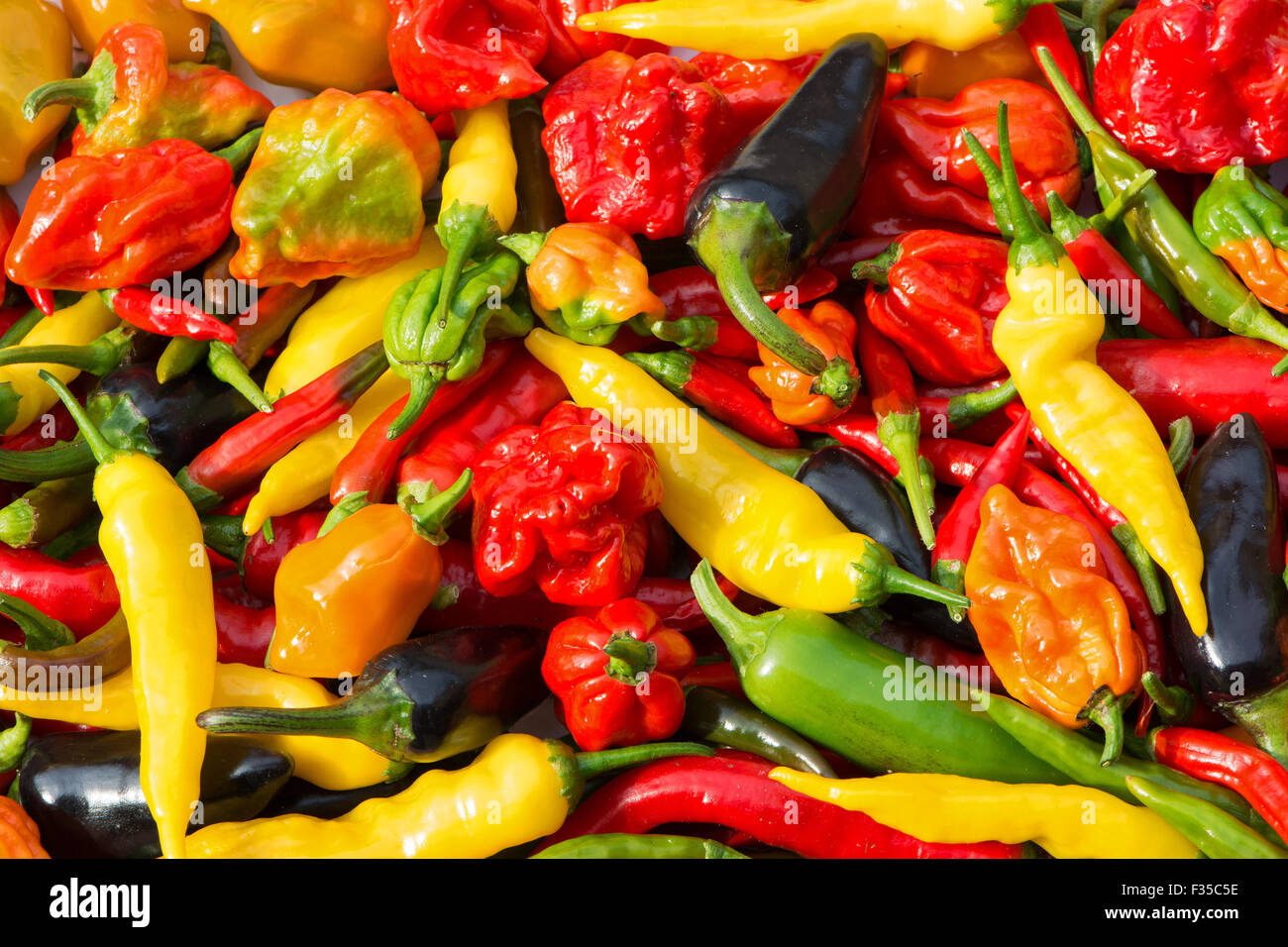 Un assortimento di peperoncino fresco (aji limon, jalapeno, viola jalapeno, Scotch Bonnet, bird's eye, naga, aci sivri) cresciuto nel Regno Unito. Foto Stock
