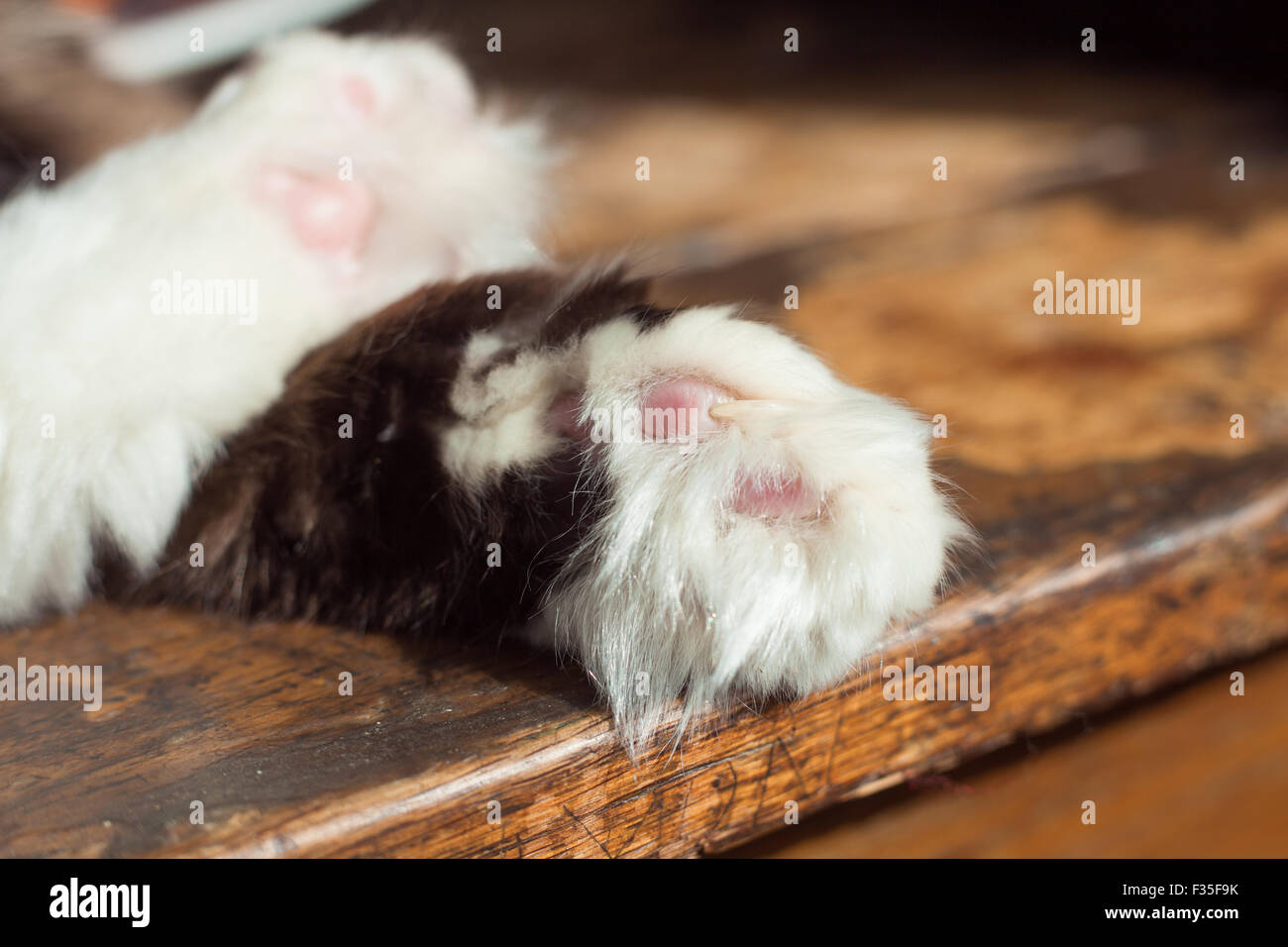 Primo piano sulla zampa di un gatto mentre si è in modalità di sospensione Foto Stock