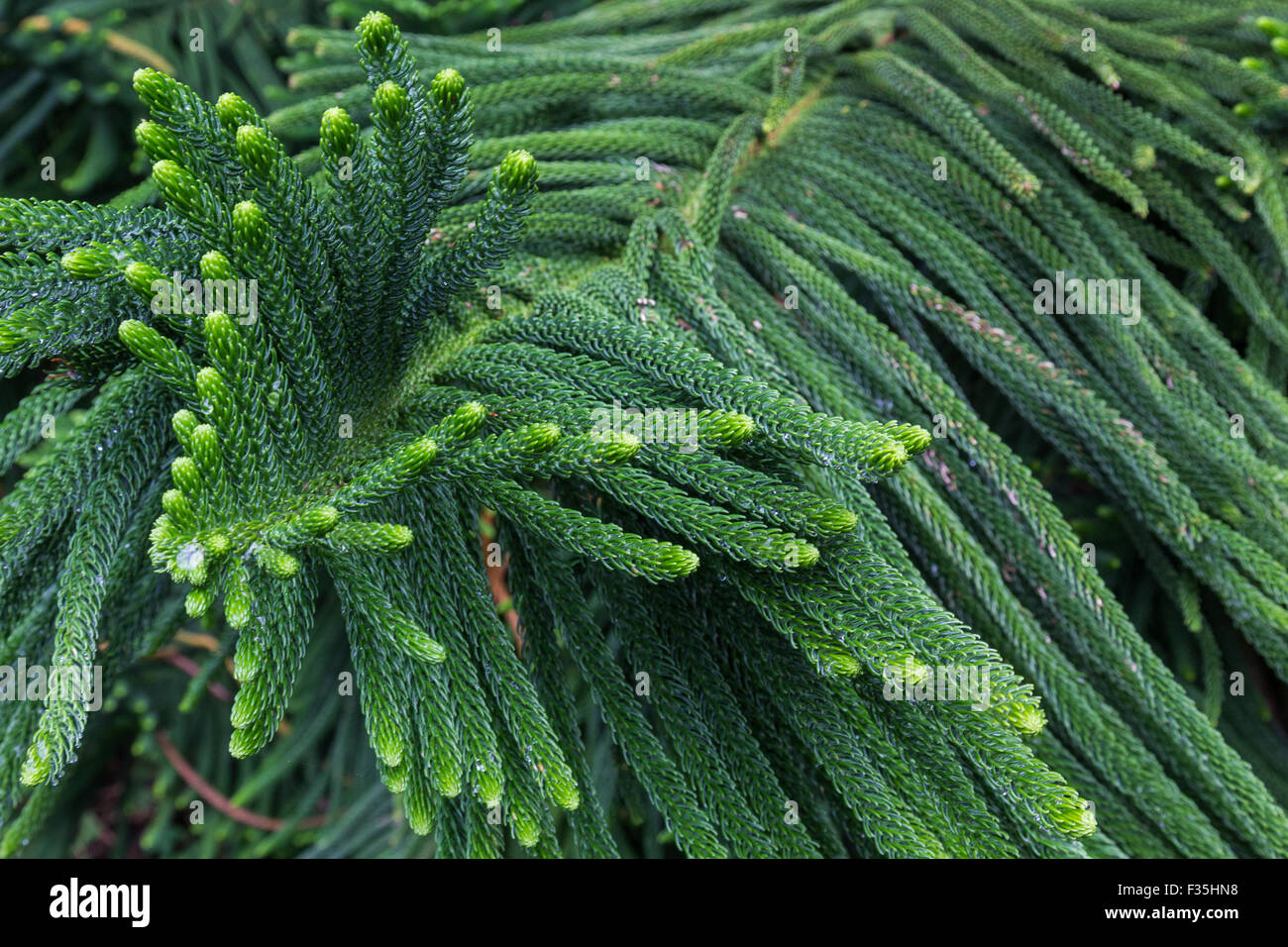 Norfolk pino o Araucaria heterophylla è un membro della famiglia Araucariaceae originariamente coltivata su Norfolk Island nel Pacifico Foto Stock