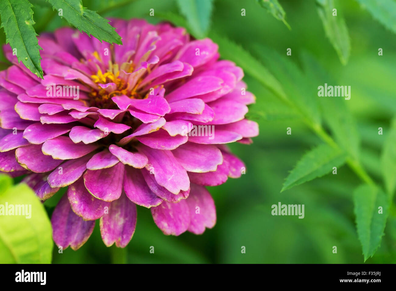 Luminoso giardino viola zinnia su sfondo astratto Foto Stock
