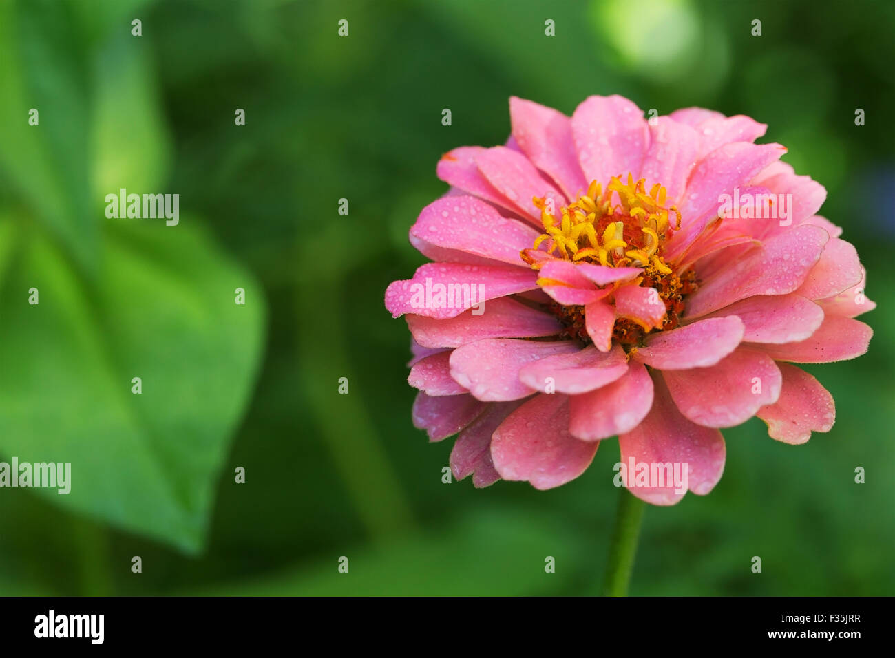 Rosa luminoso giardino zinnia su sfondo astratto Foto Stock