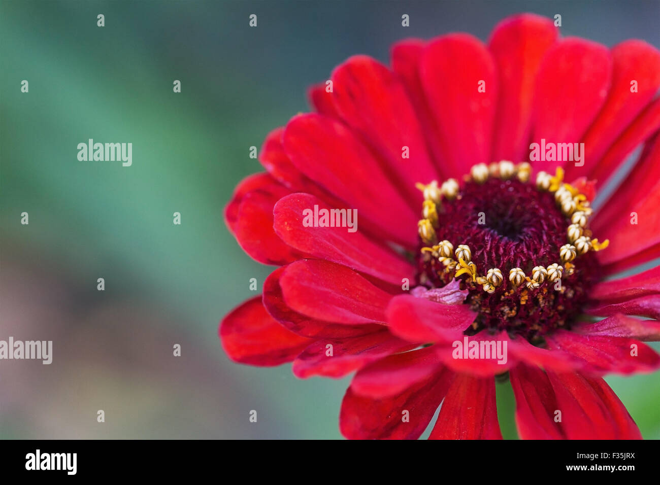 Rosso luminoso giardino zinnia su sfondo astratto Foto Stock