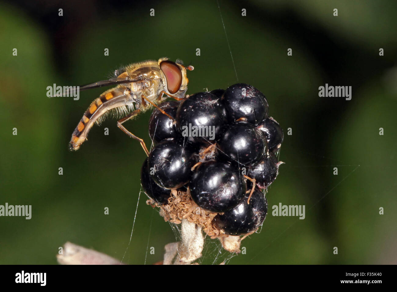 Close-up, foto macro di un Hover fly alimentazione su un blackberry bush. Foto Stock