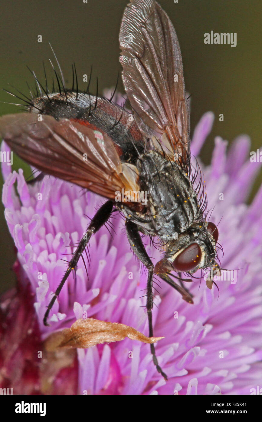 Close up foto macro di una mosca alimentazione su un fiore di cardo testa. Foto Stock