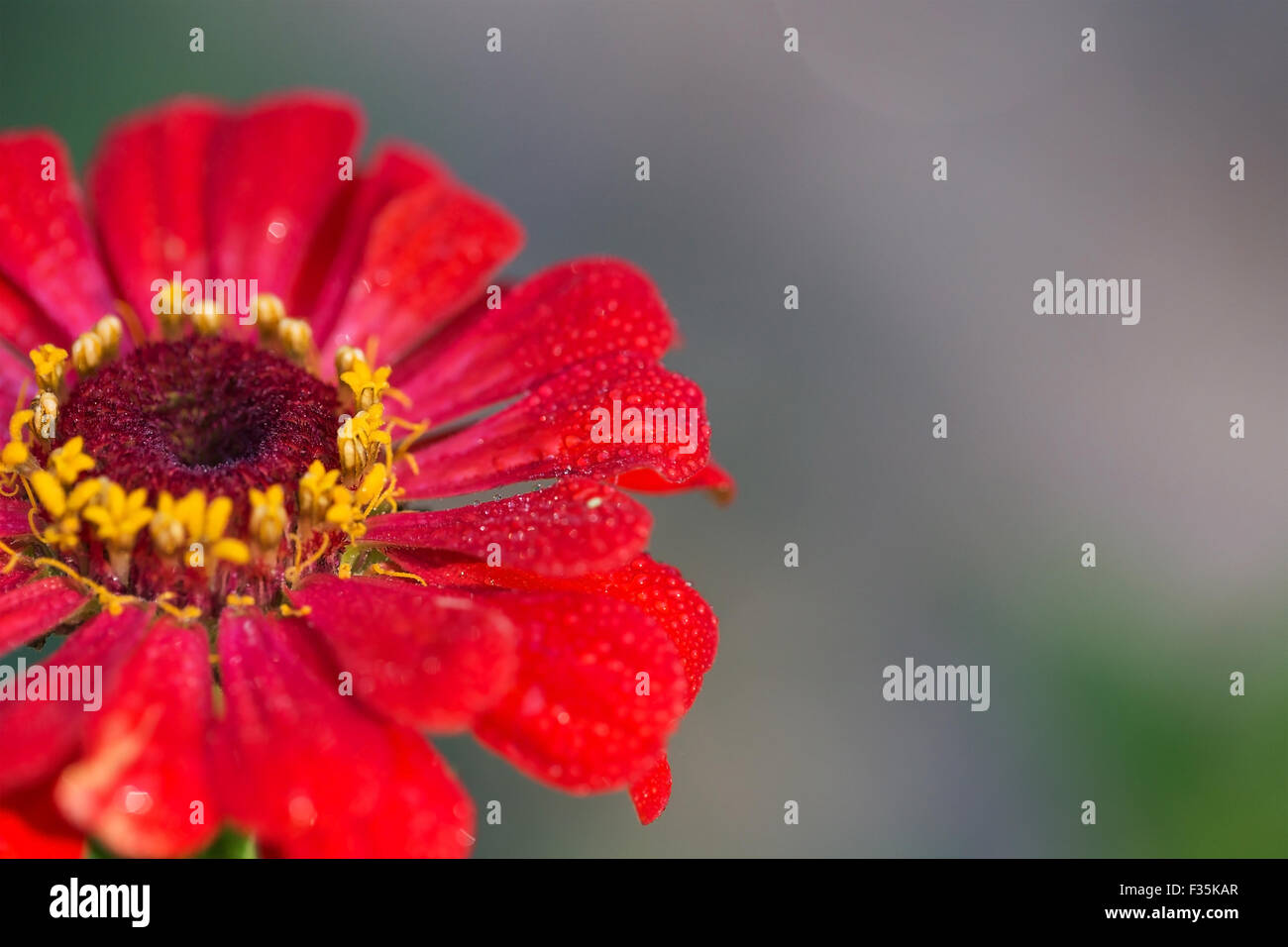 Rosso luminoso giardino zinnia su sfondo astratto Foto Stock