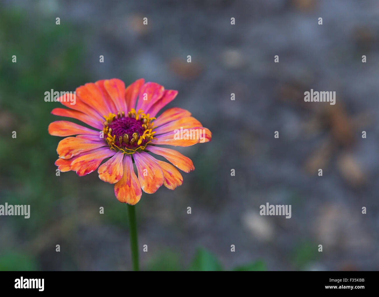 Arancio luminoso giardino zinnia su sfondo astratto Foto Stock