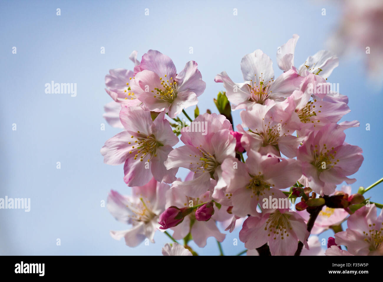 Bianco Ciliegio fiore di bel colore di sfondo per adv o altri usi Foto Stock