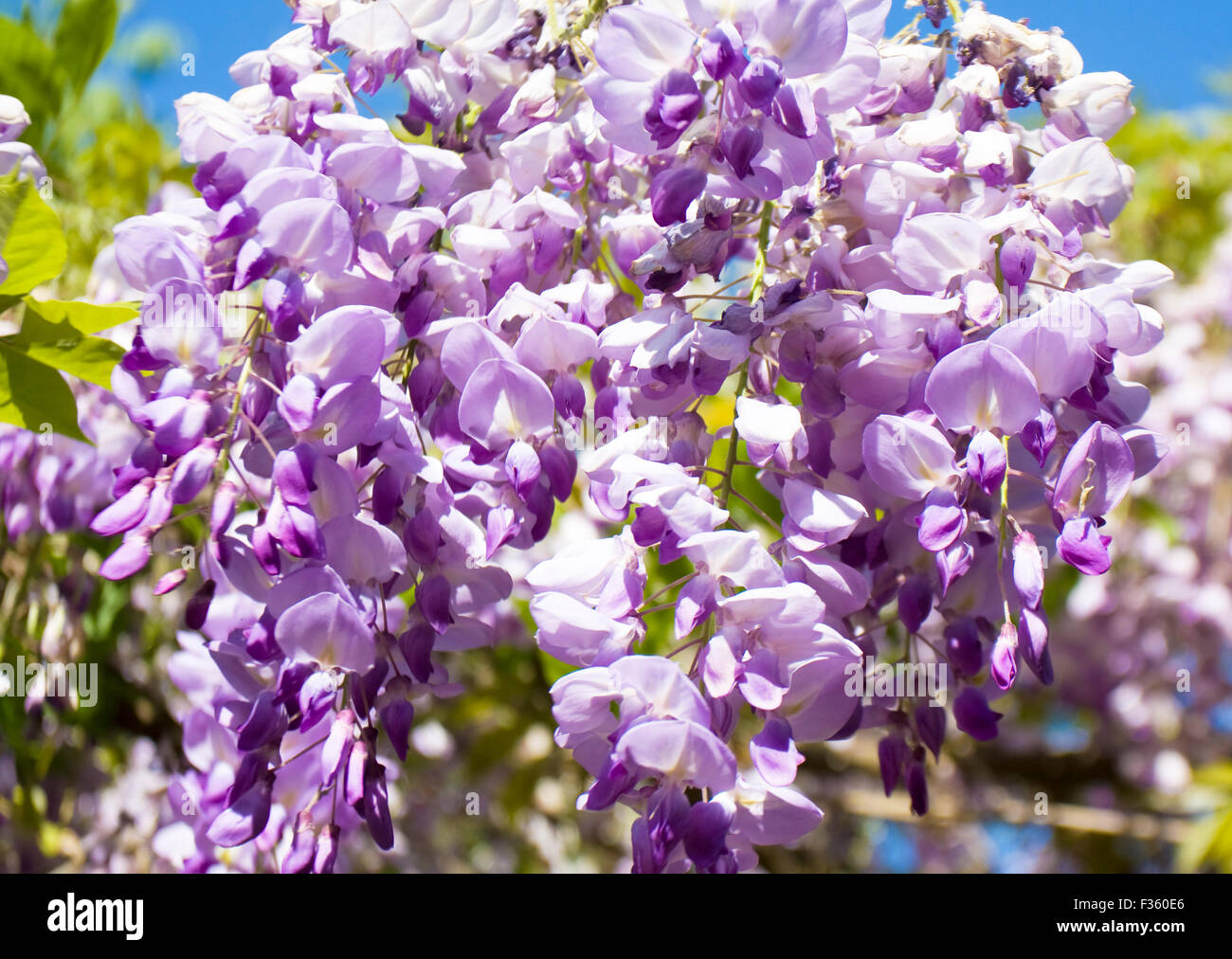 Il ramo di glicine con fiori viola sul cielo blu strettamente. Foto Stock