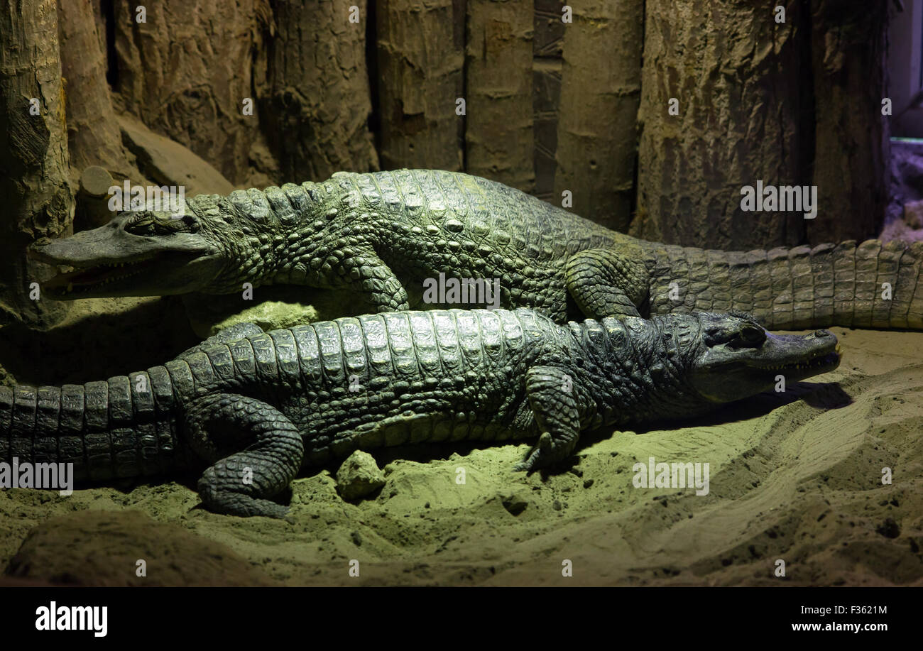 Due coccodrillo del Nilo a Wingham Wildlife Park. Foto Stock