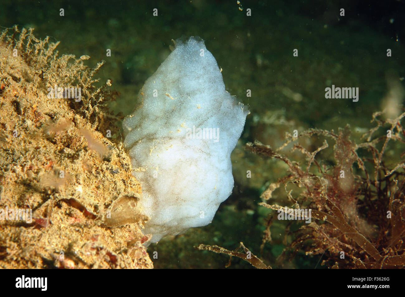 Sea squirt Phallusia mammillata, Chesil Beach Dorset UK Settembre Foto Stock