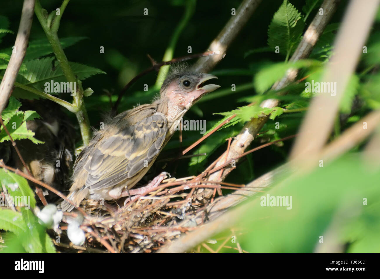 Comune (rosefinch Carpodacus erythrinus) pulcino nel nido. Regione di Mosca, Russia Foto Stock