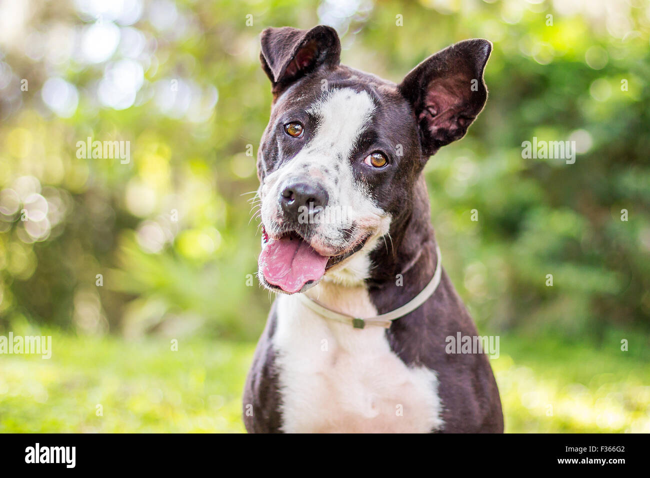Carino di razza cane con orecchie unico sorridente ansimando con una inclinazione testata al di fuori Foto Stock