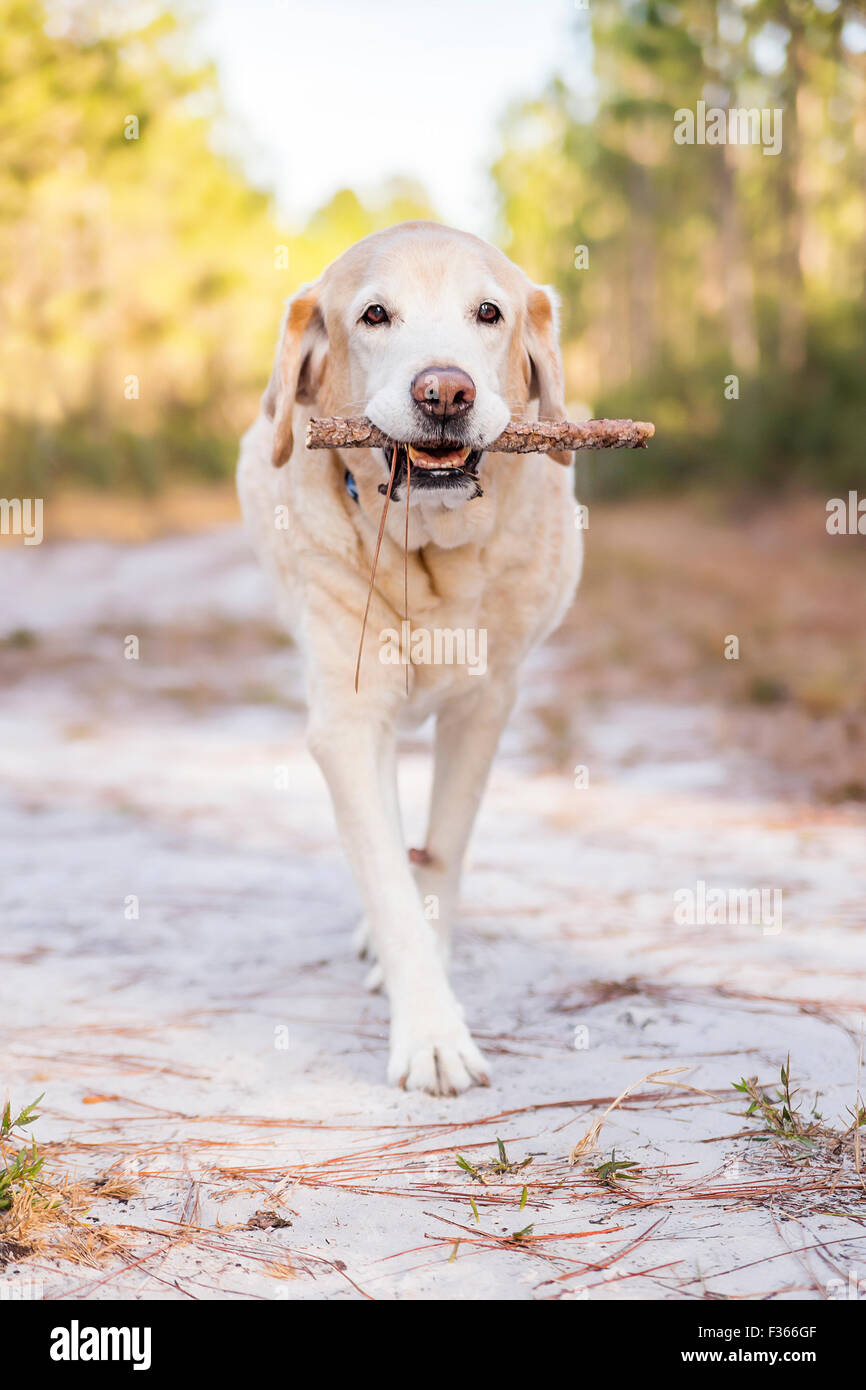 Vecchio cane Labrador Retriever senior con un bastone fuori nei boschi o parcheggio Foto Stock