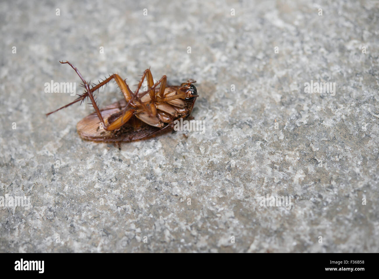 Scarafaggio mangiato da formiche close up Foto Stock