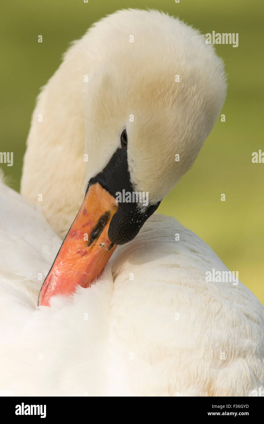 Cigno (Cygnus olor) adulto, Suffolk, Regno Unito. Foto Stock