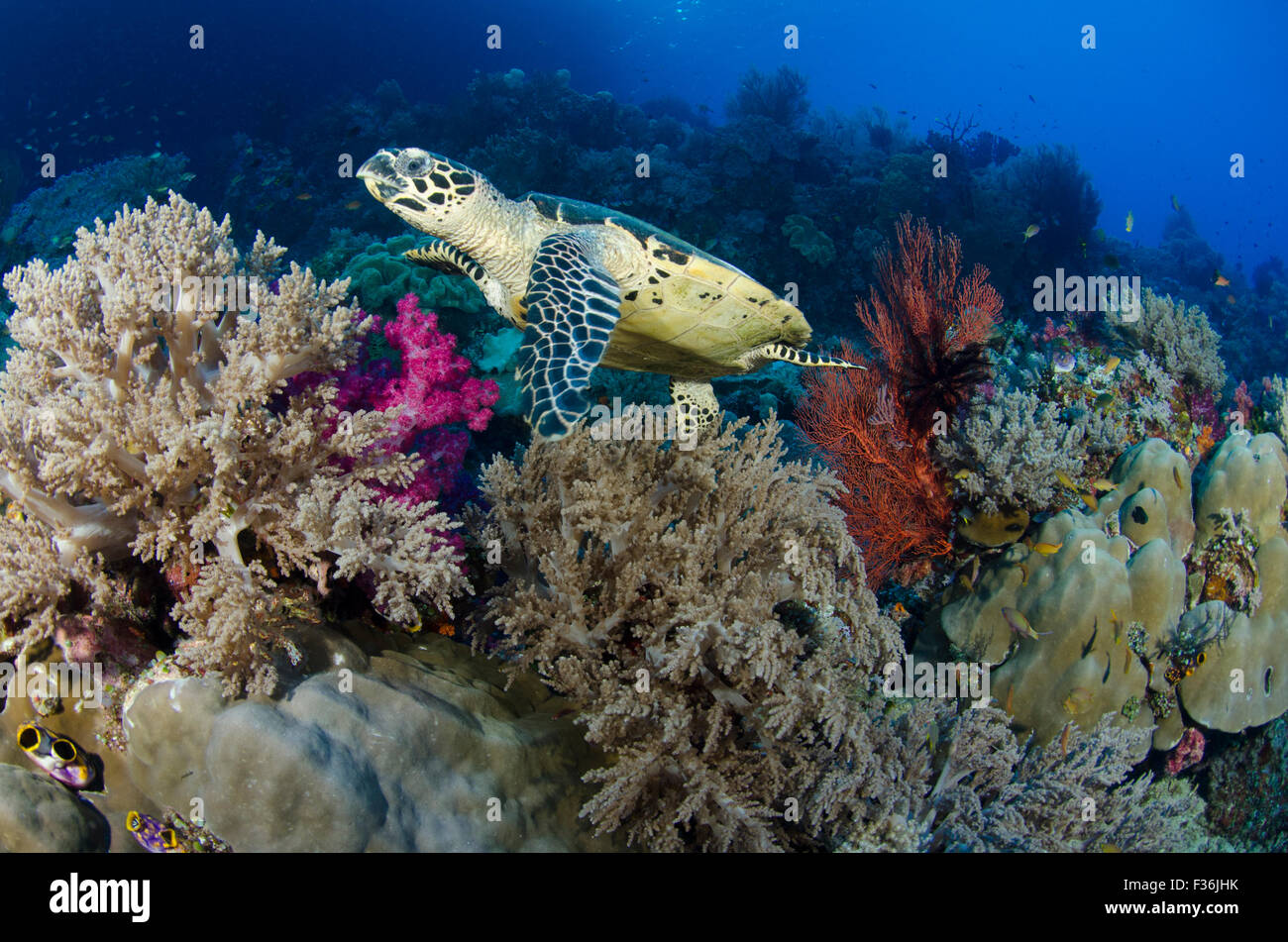 Una tartaruga embricata, Eretmochelys imbricata, si nutre di spugne su una barriera corallina con seafans e coralli in pelle, Raja Ampat Foto Stock