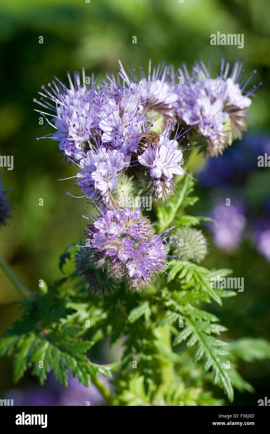 Phacelia fiore, Phacelia tanacetifolia Foto Stock