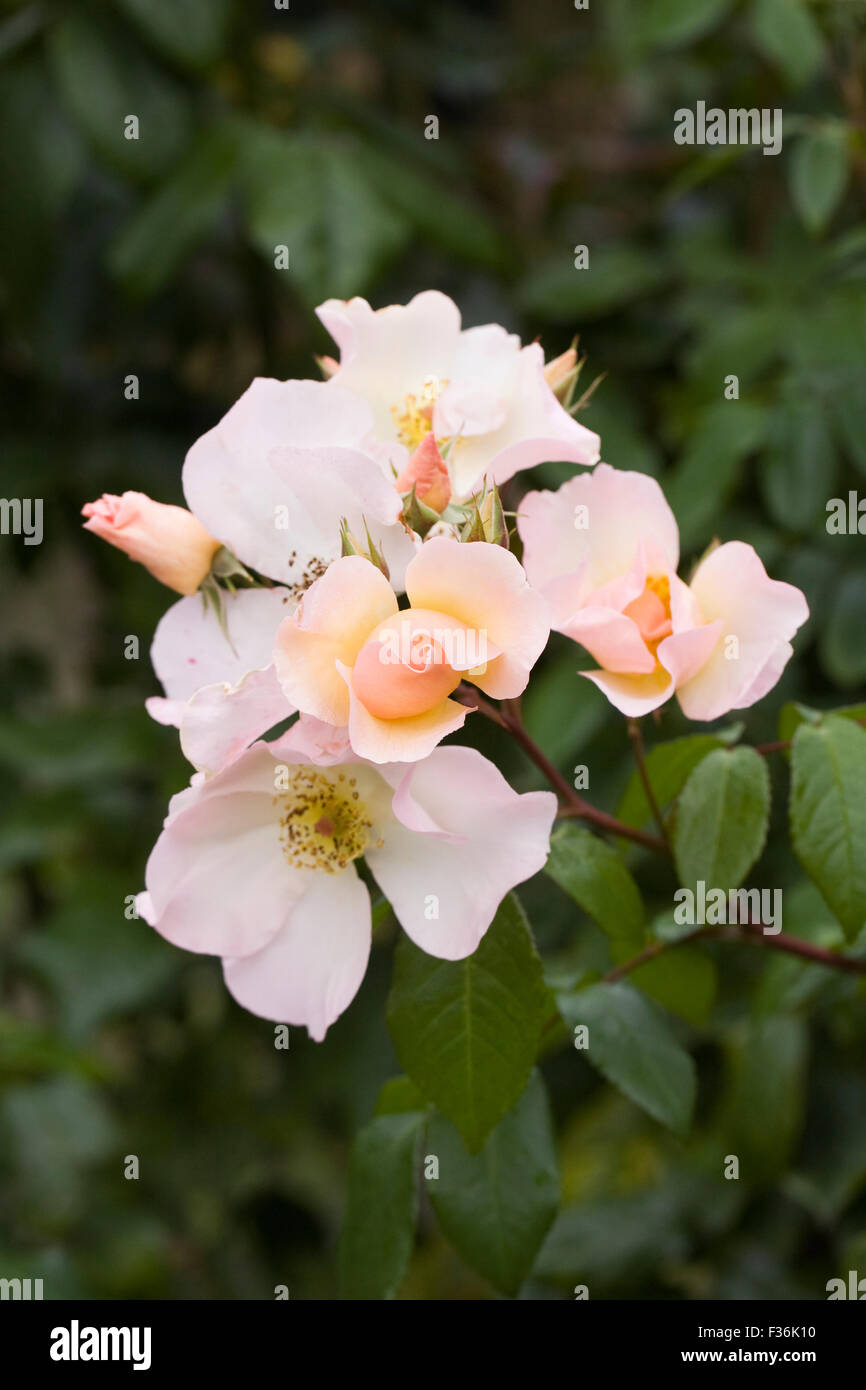 Rosa "alleato Holmes'. Bianco crema rosa ad arbusto. Foto Stock
