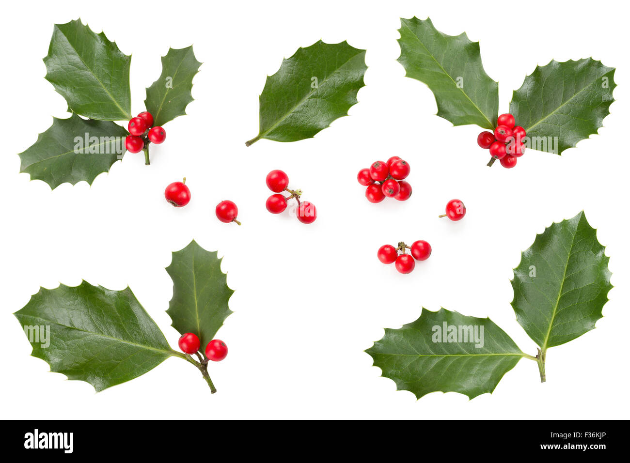 Unione Holly (Ilex aquifolium) foglie e frutta Foto Stock