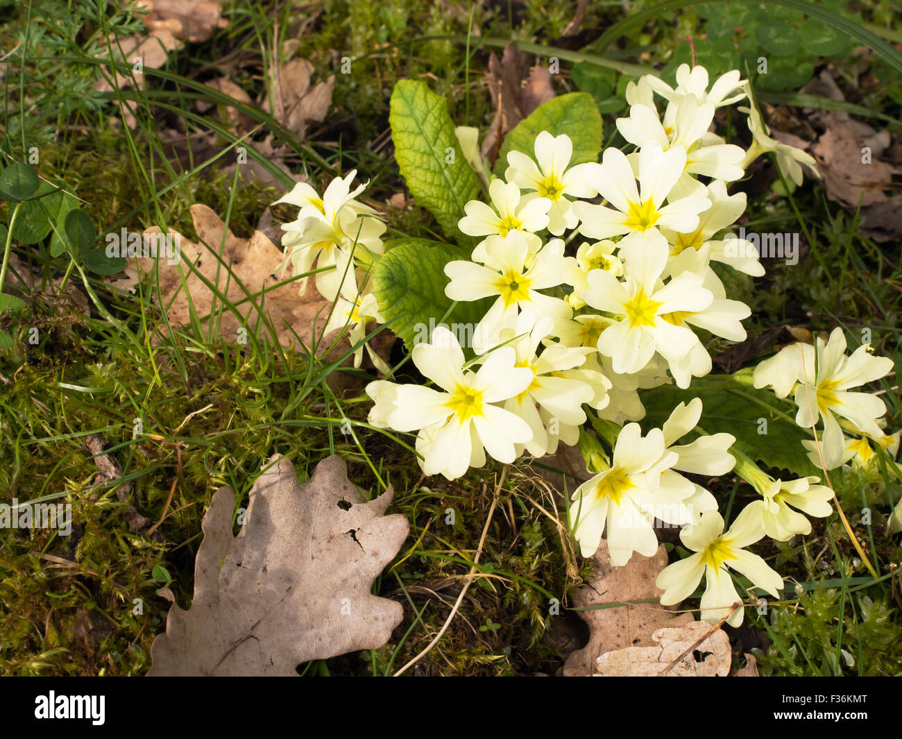 Comune di primule, wild fiori di primavera in oakwood. La natura in primavera. Foto Stock