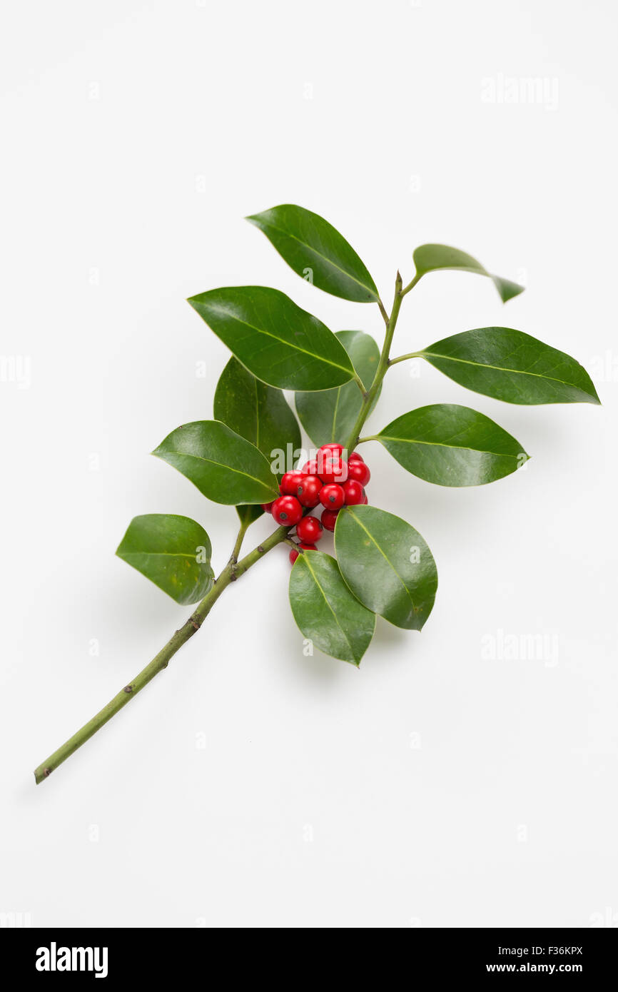 Unione Holly (Ilex aquifolium) foglie e frutta Foto Stock