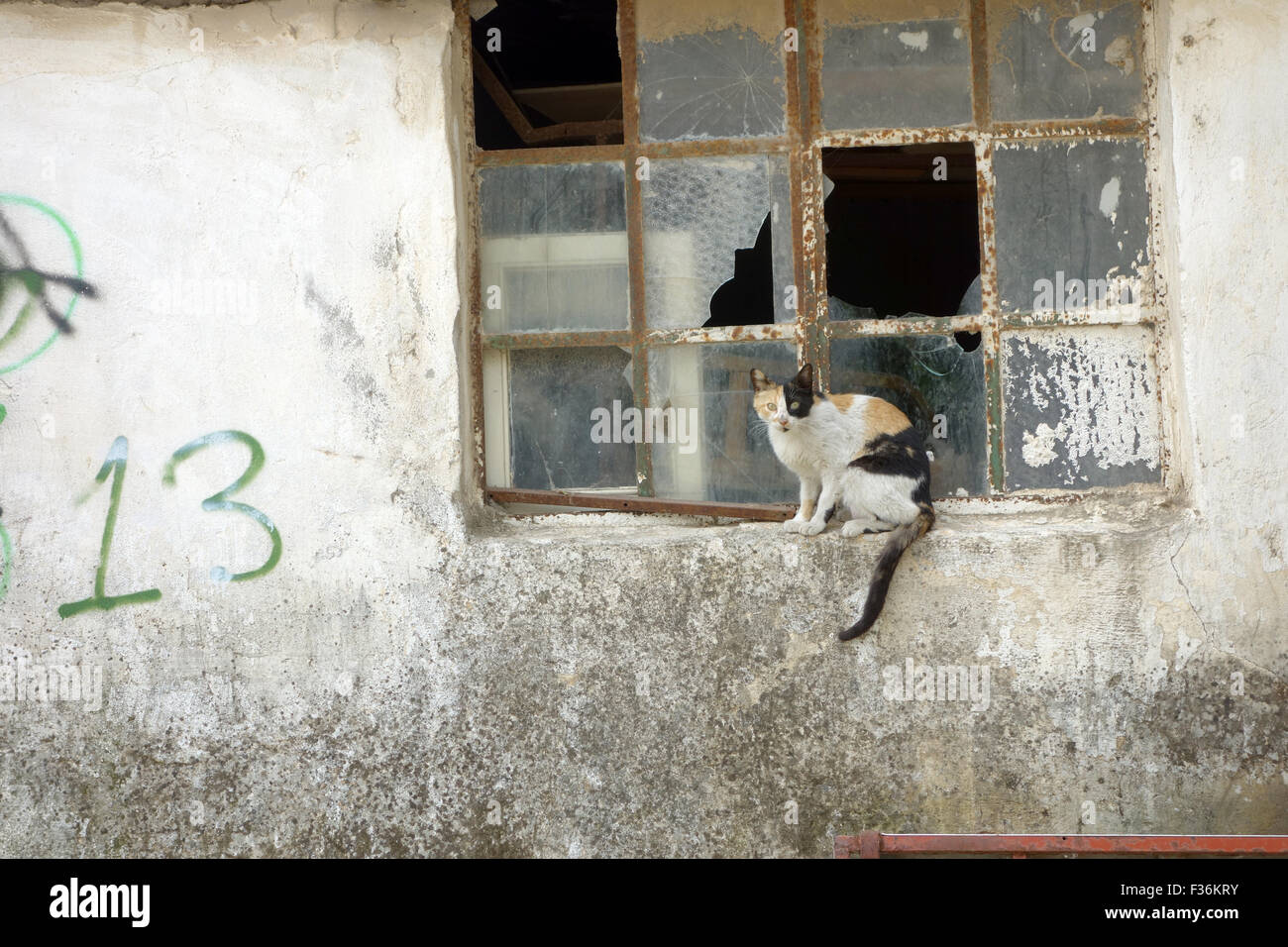 Gatto randagio posti a sedere sulla finestra Foto Stock