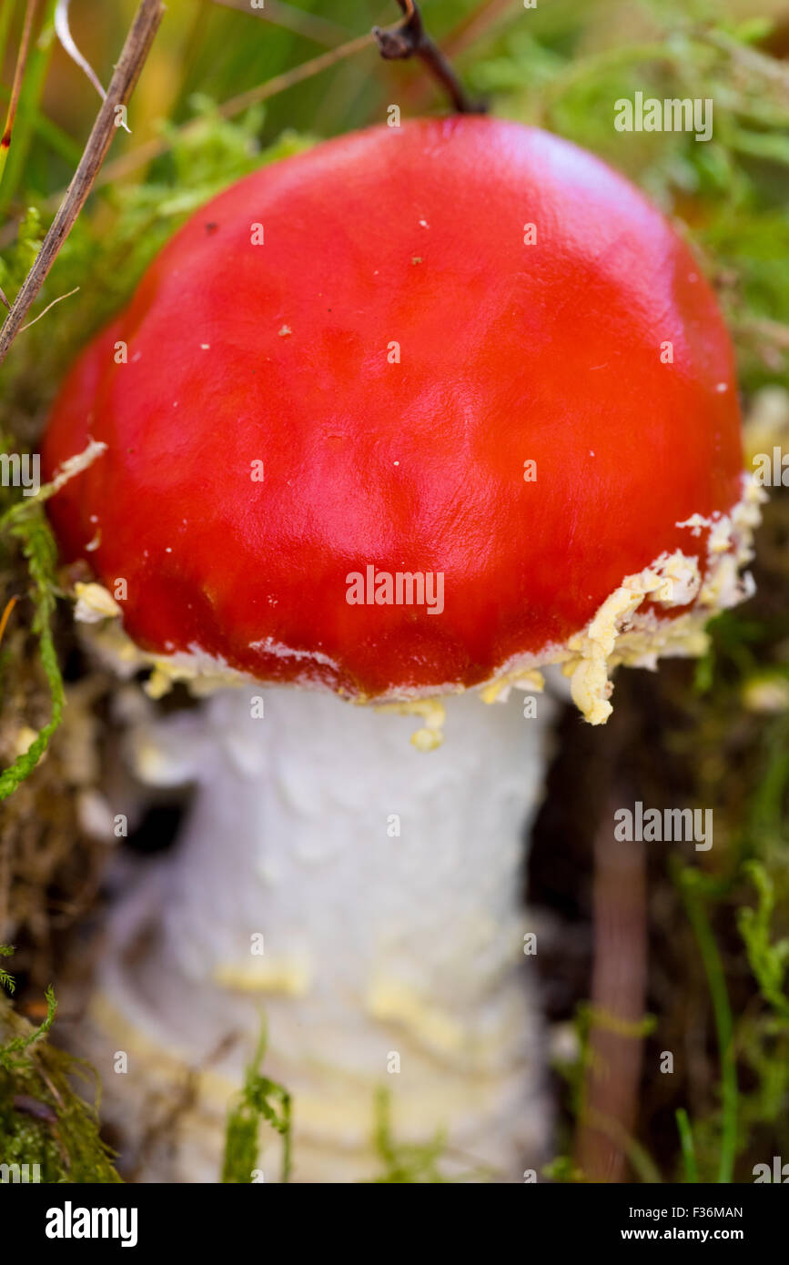 Un selvaggio fungo rosso nella foresta Cannock Staffordshire REGNO UNITO Foto Stock