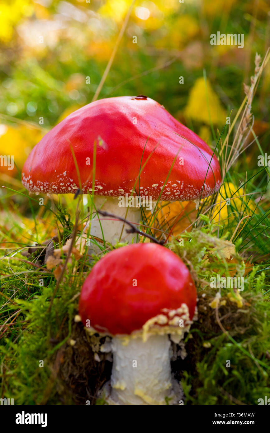 Rosso selvatico funghi nella foresta Cannock Staffordshire REGNO UNITO Foto Stock