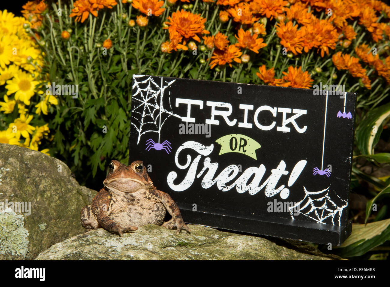 Rospo di Halloween Foto Stock