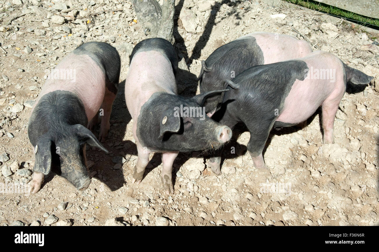 Sattelschwein, Deutsche, Nutztierrasse, Foto Stock