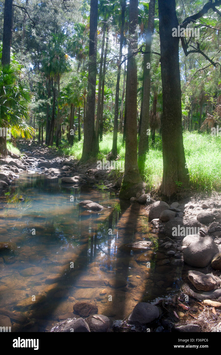 Carnarvon Gorge stream e foresta di eucalipti shot contre jour Queensland centrale Australia Foto Stock