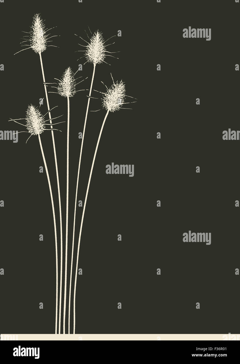 Coniglio di erba di coda su sfondo nero Foto Stock