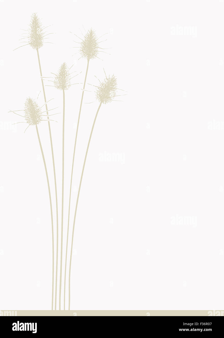 Coniglio di erba di coda su sfondo bianco Foto Stock