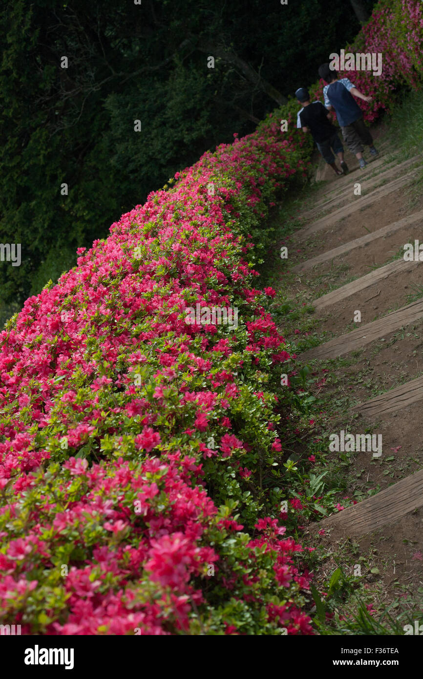 Azalea bush siepi per bambini Passeggiate sul percorso tra Foto Stock