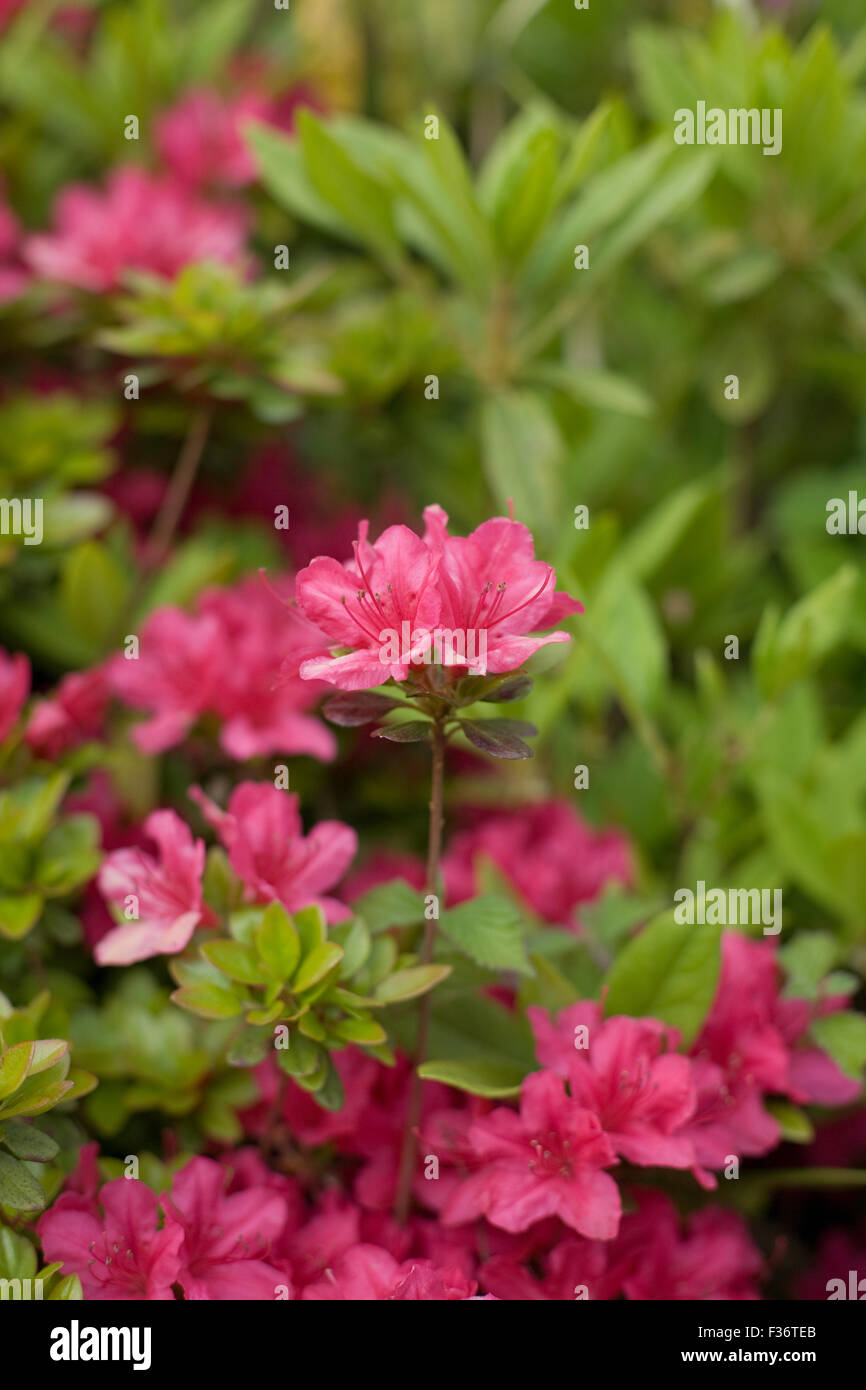 Azalea centro di fiori con sfondo verde Foto Stock