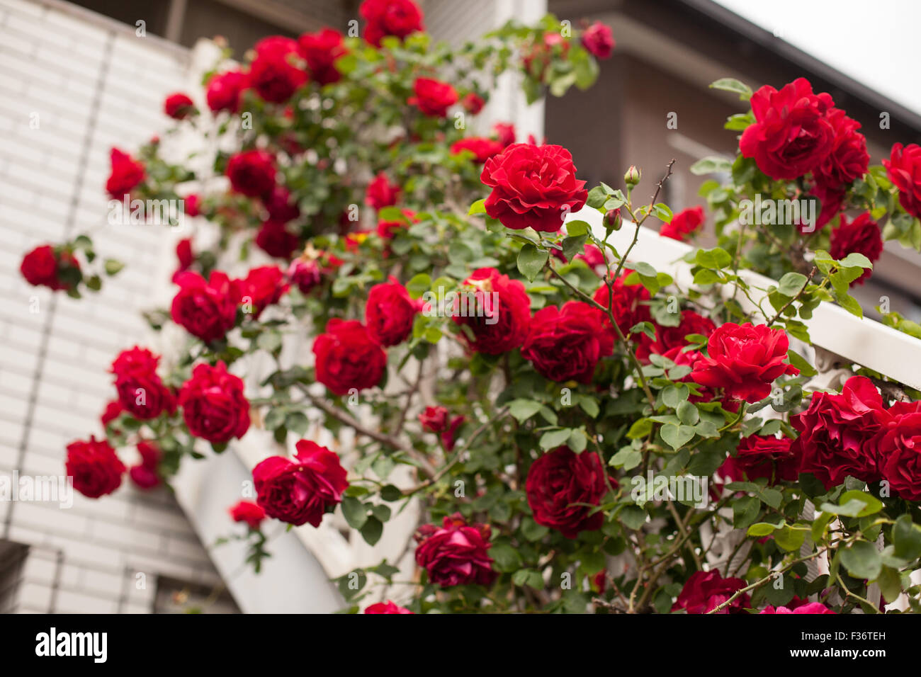 Rose rosse sul gambo proveniente al di fuori del quadro bianco Foto Stock