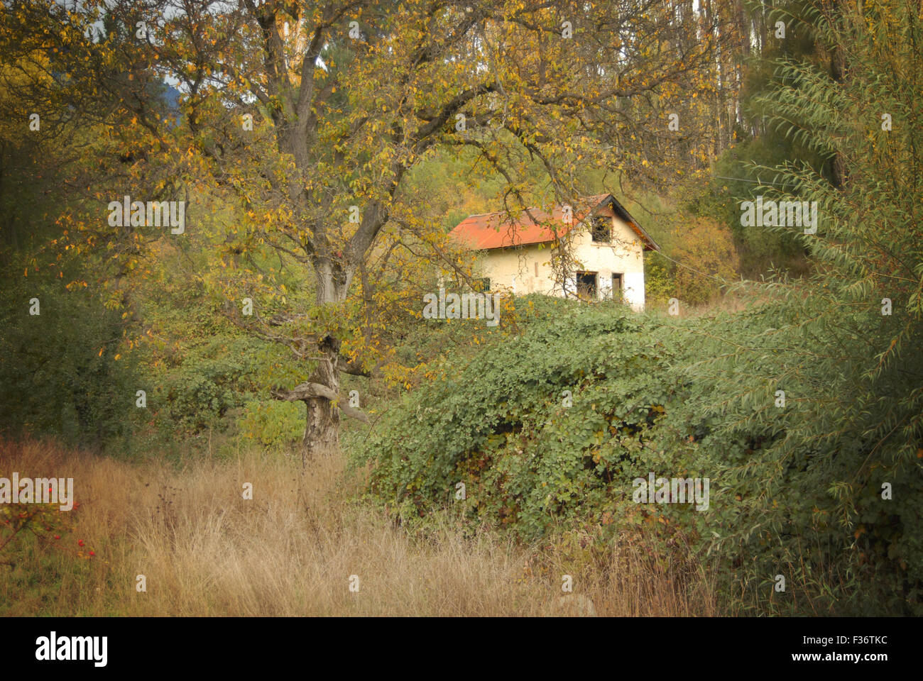 Perso casa abbandonata nella foresta di alberi di grandi dimensioni Foto Stock