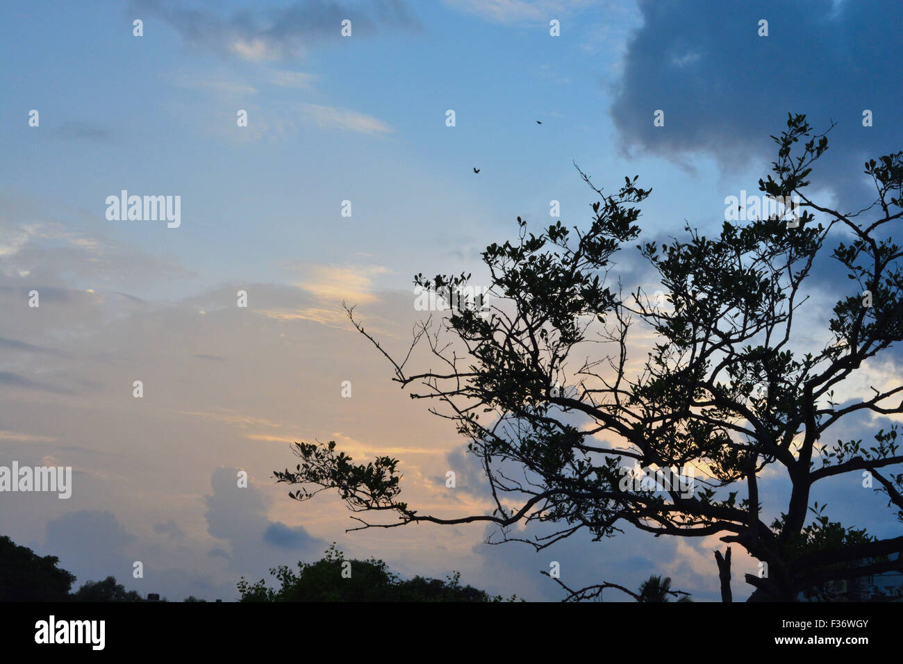 Una ripresa di un alba con impianto di primo piano e di uccelli in volo nel cielo. Foto Stock