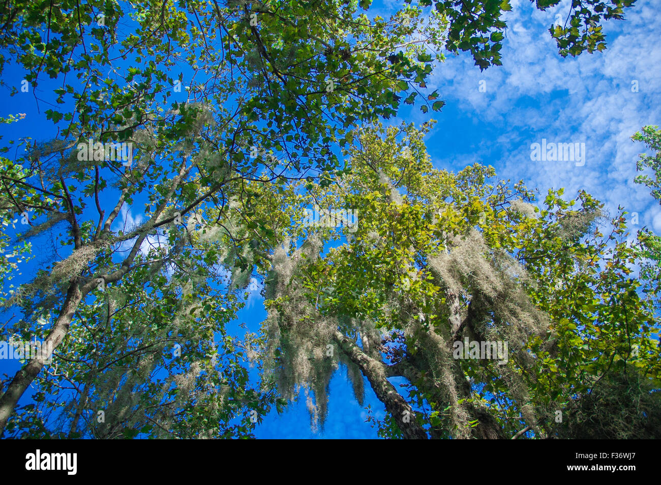 Parco,tree,verde,l'estate,natura,naturale foresta,,Molla,sunny,sole,relax,jungle,conserve park, Foto Stock